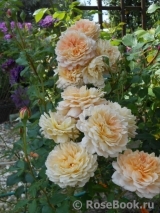 Rose de Gerberoy ®