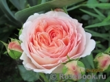 Abraham Darby