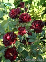 Black Baccara