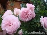 The Wedgwood Rose