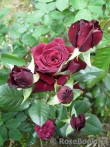 Black Baccara