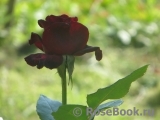 Black Baccara