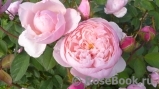 The Alnwick Rose