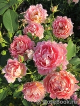 Rose des Cisterciens 