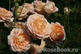 Abraham Darby