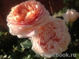 Abraham Darby