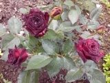 Black Baccara