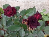 Black Baccara