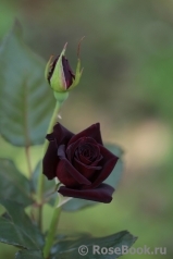 Black Baccara