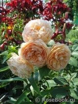 Crown Princess Margareta®