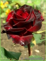 Black Baccara