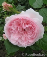 The Wedgwood Rose