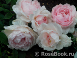 The Wedgwood Rose