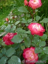 Marseille en Fleurs