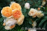 Crown Princess Margareta®