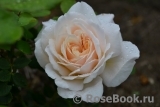 Crocus Rose® 