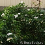 Rosa rugosa f. Alba Rehder