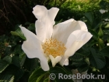 Rosa rugosa f. Alba Rehder