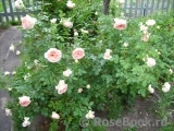 Abraham Darby