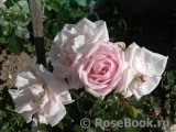 The Wedgwood Rose