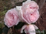 The Wedgwood Rose