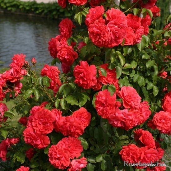Штамбовые розы – мечта дачника