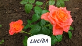 Lucida