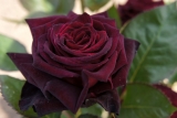 Black Baccara