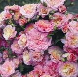 Rosa floribunda Biddy