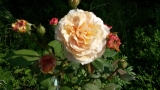  A Shropshire Lad (AUSled)