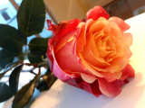 Rose 3D