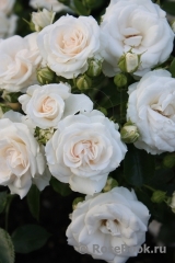 Aspirin Rose (TANiripsa, Aspirin-Rose, Glacier Magic, Special Child), Tantau, 1997/Floribunda