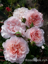 Rose de Tolbiac ® (KORcaseipp,KO 98/1457-14) 