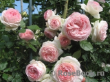 Pierre de Ronsard (MEIviolin, Eden, Eden Rose 85, Eden Climber ™), Meilland, 1987, Клаймберы (Large-Flowered Climber)