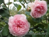 The Wedgwood Rose (AUSjosiah, The Wedgewood Rose), Austin, 2009