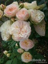 Pastella (Tan98130), Tantau Германия, 2004/Floribunda