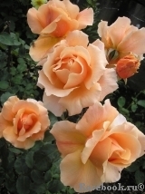 Just Joey (-),Cants of Colchester Великобритания, 1972/Hybrid Tea