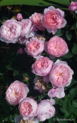 The Alnwick Rose (AUSgrab, Alnwick Castle)