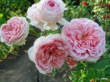 Abraham Darby