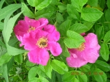 Rosa rugosa - Роза морщинистая