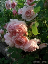 A Shropshire Lad