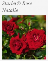 Starlet-rose Natalie