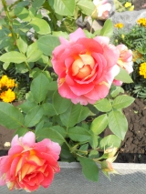 Rose des Cisterciens