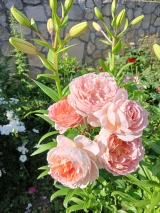 Abraham Darby 