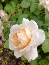 Crocus Rose