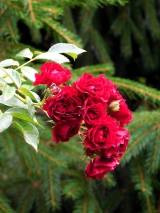 Crimson Siluetta®