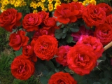Кронборг- роза  из  серии Поулсен.