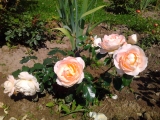 Marie Antoinette (TAN96201, Marie-Antoinette ) 