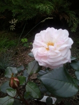 White Fox Rose