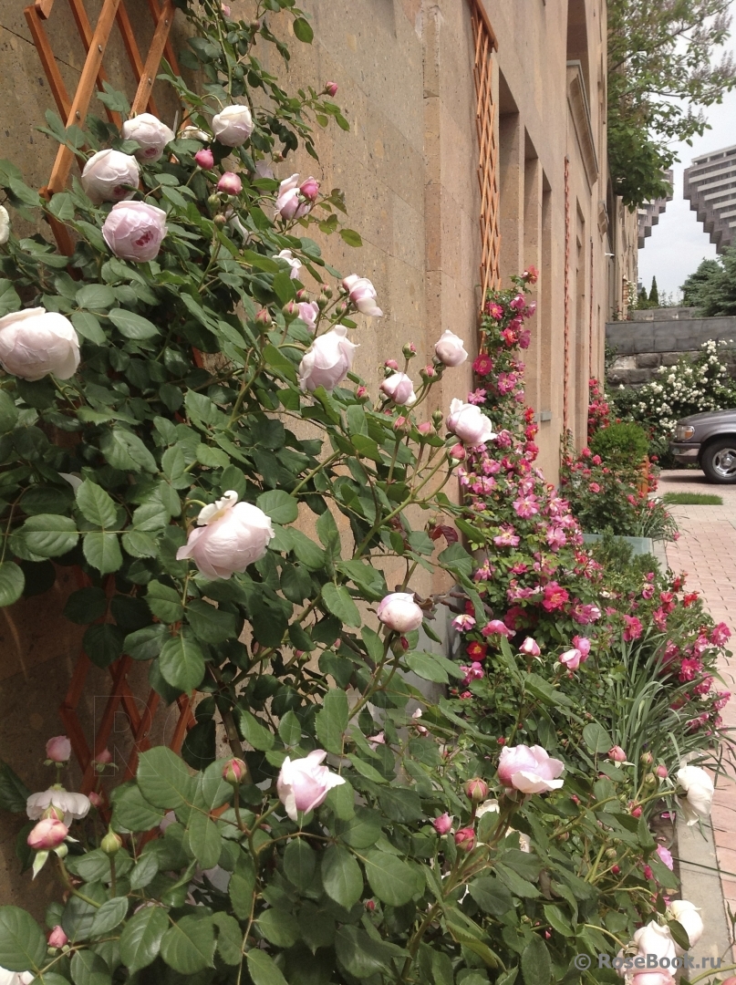 Сад участника Наталья Рыжкова [Toscana] - Энциклопедия роз